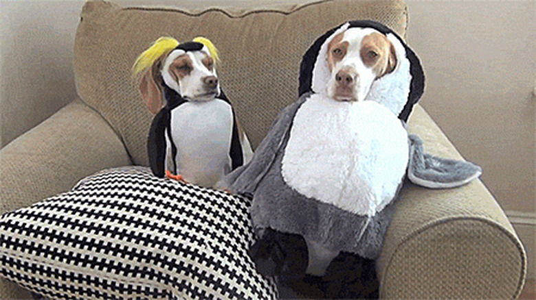 dogs in penguin and dolphin costumes