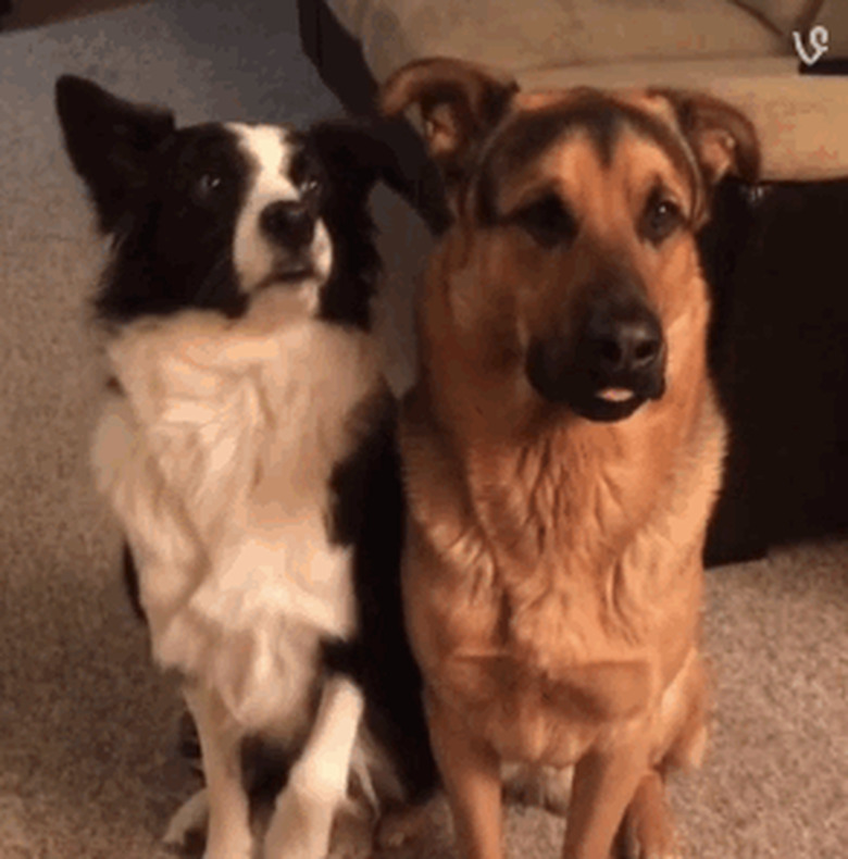 dog hugs second dog