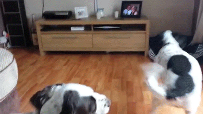 two excited dogs