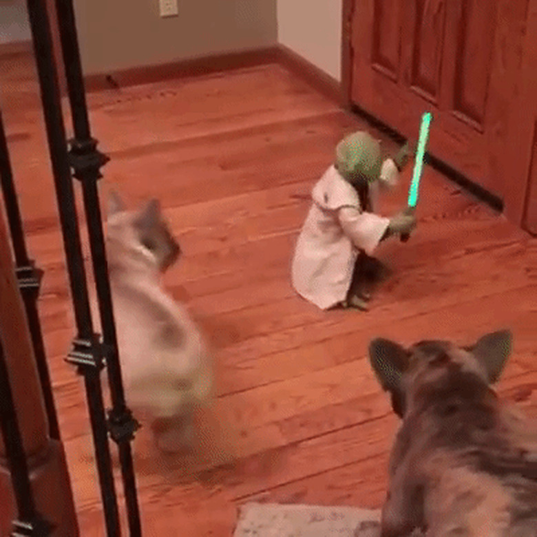 dogs playing with toy Yoda doll