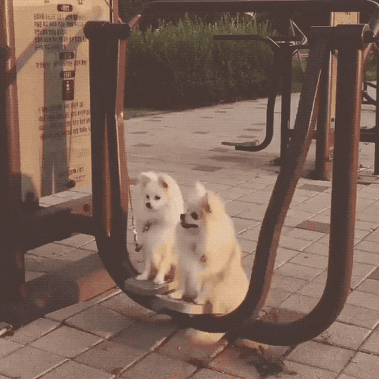 dogs on playground swing