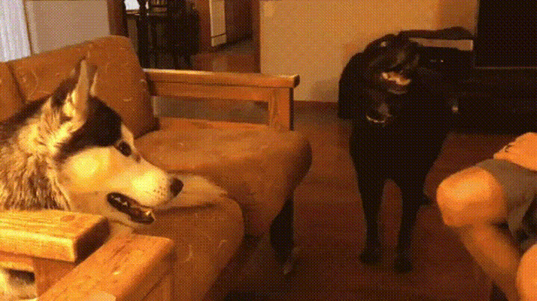 dog protects second dog from squirt gun