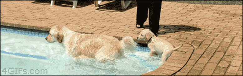 dogs go for a swim in a pool