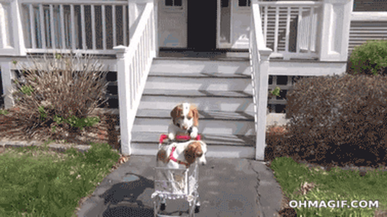 dog pushing second dog in tiny shopping cart