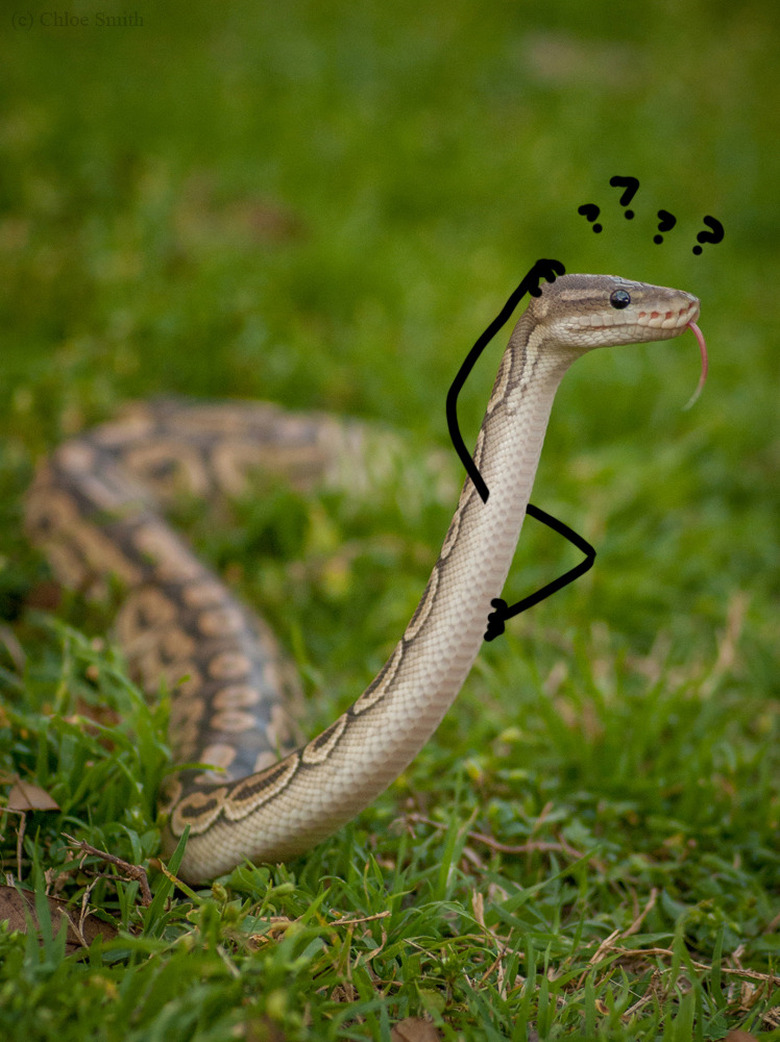 Snake scratching its head with drawn on arms.