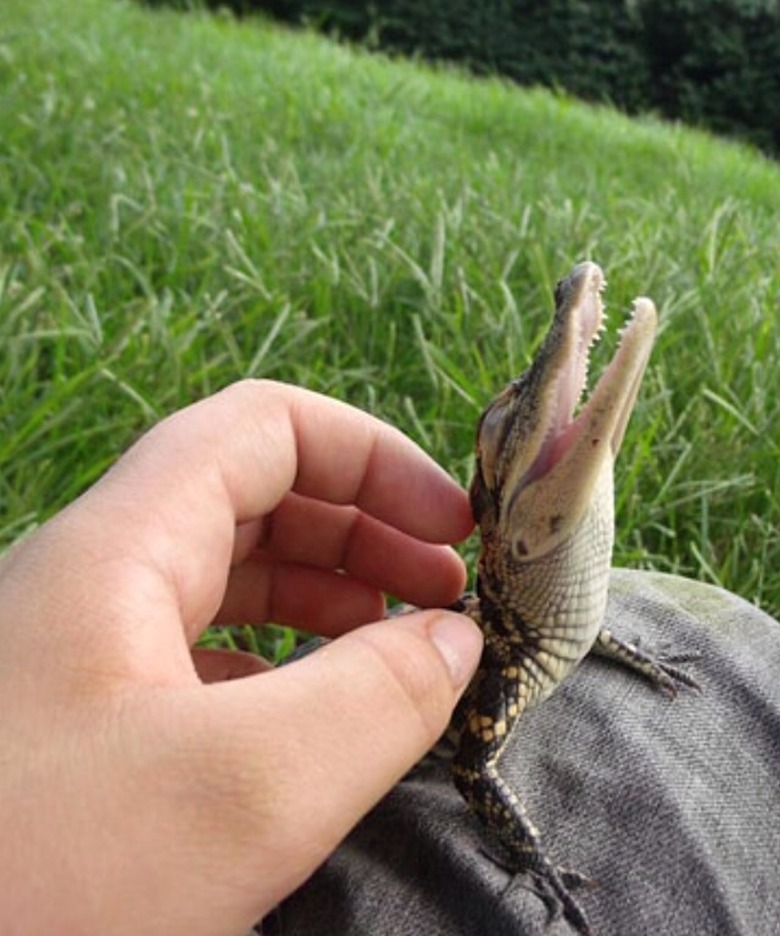 Baby crocodile getting its back scratched.