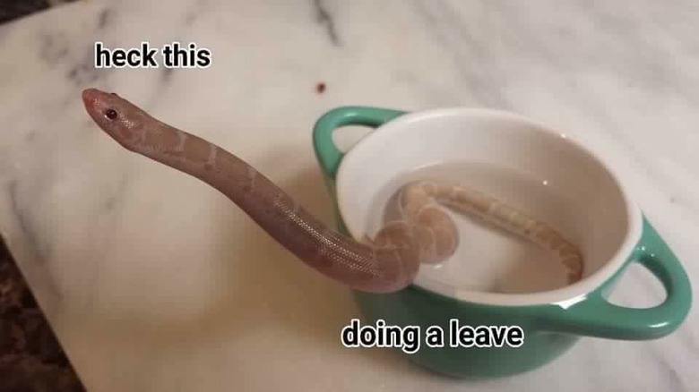 Snake slithering out of a mug.