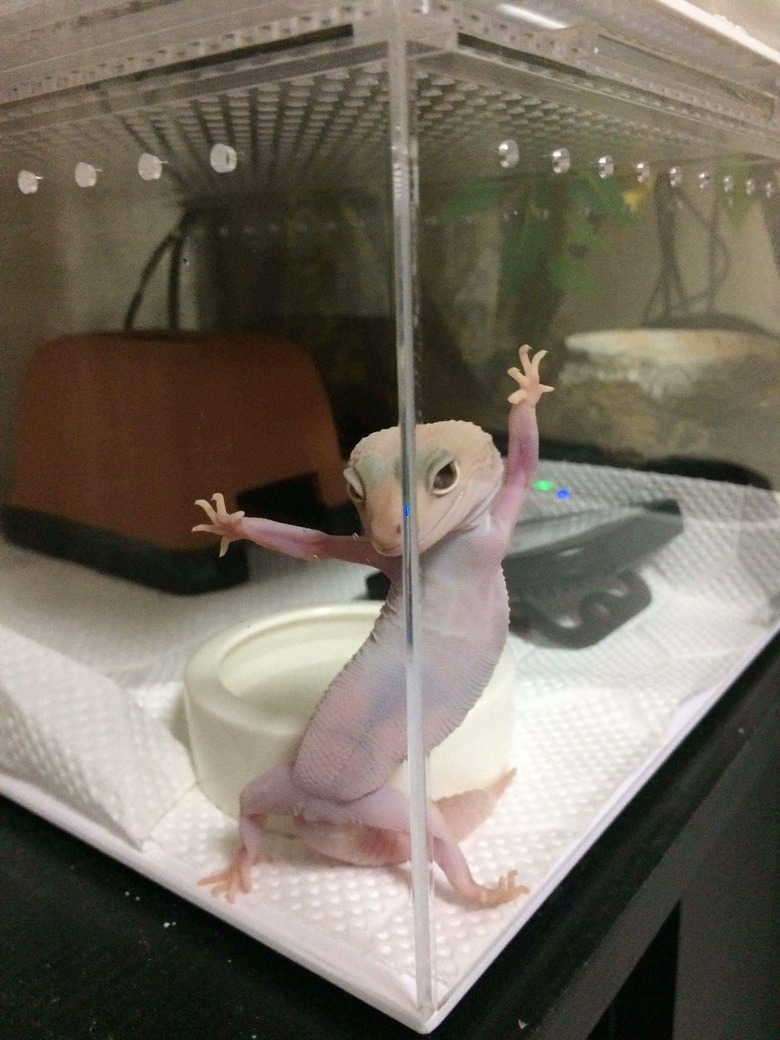 Gecko posing 