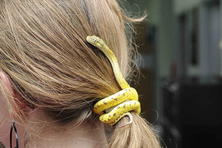 Snake curled around woman's ponytail.