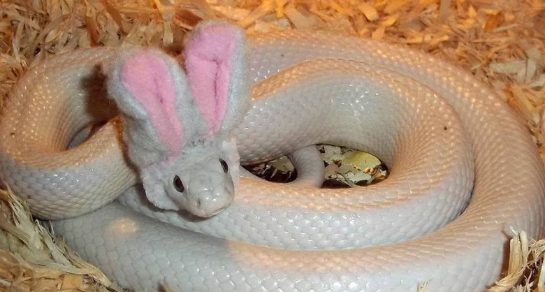 snake with bunny ears