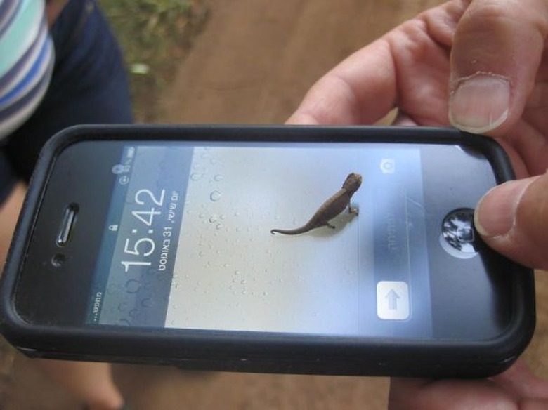 Baby chameleon standing on phone screen.