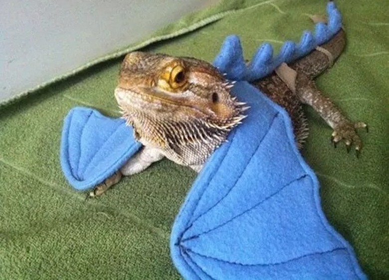 bearded dragon with blue wings