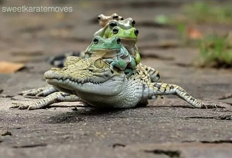 alligator caiman with frogs on tops