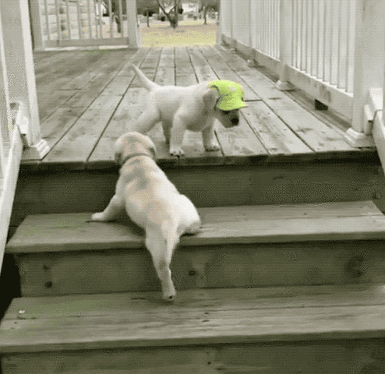 Puppy climbing stairs hotsell