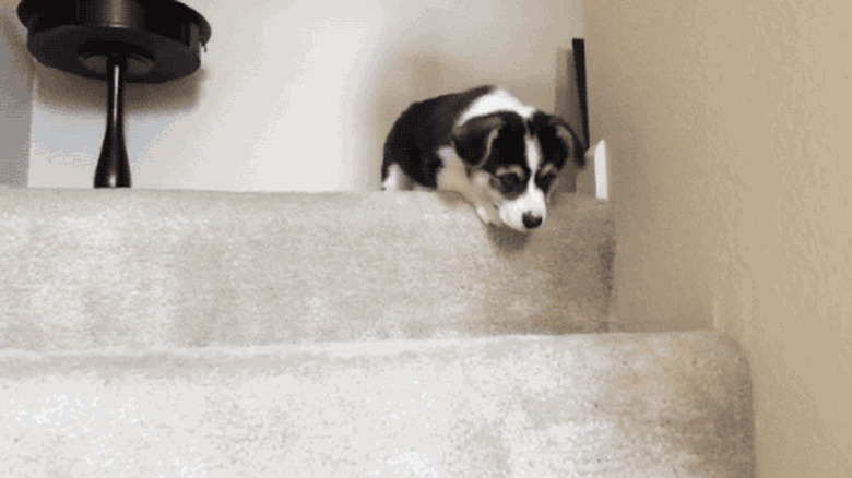 puppy learning to climb down stairs