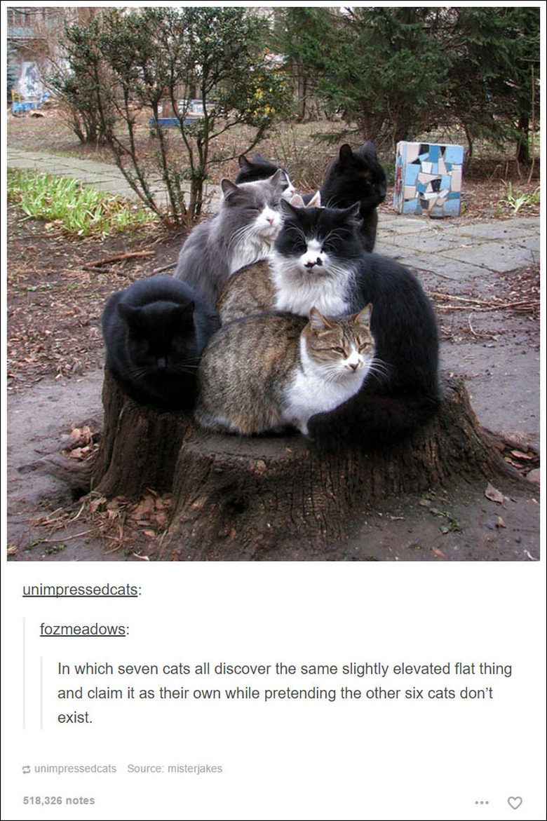 21 Tumblr posts about cats that will never not be funny