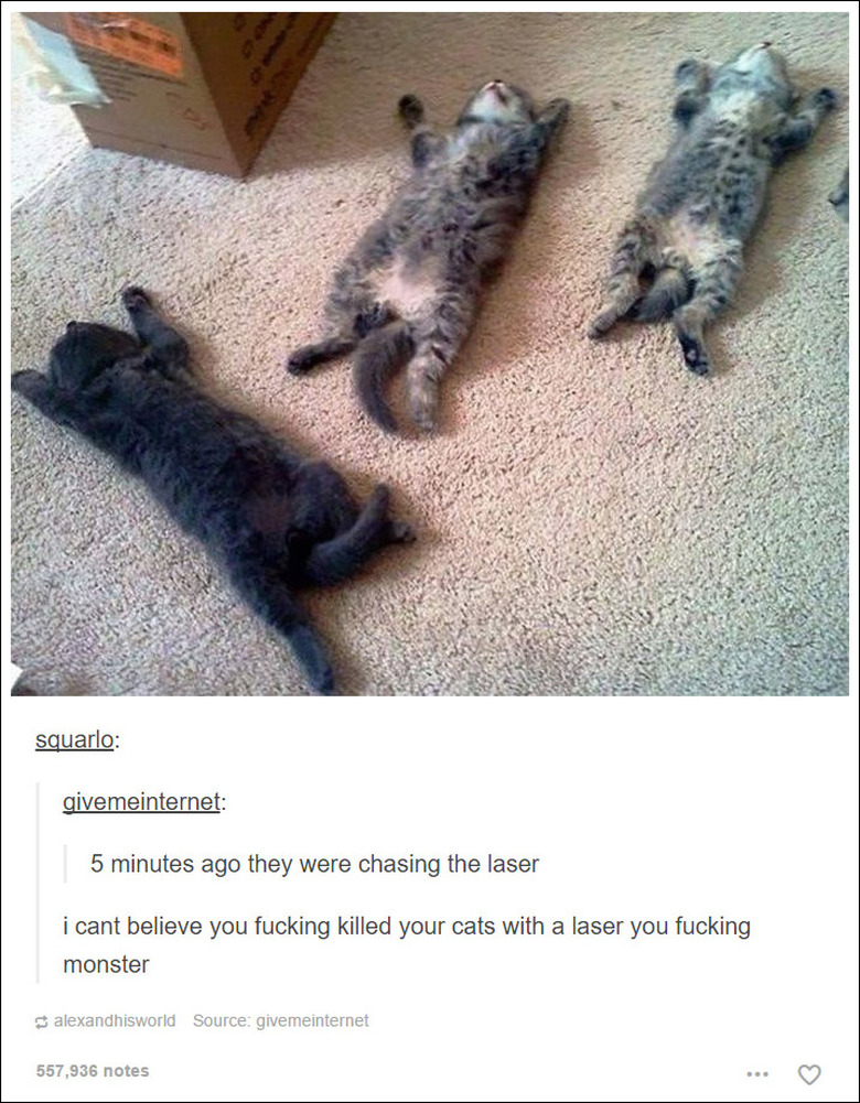 21 Tumblr posts about cats that will never not be funny