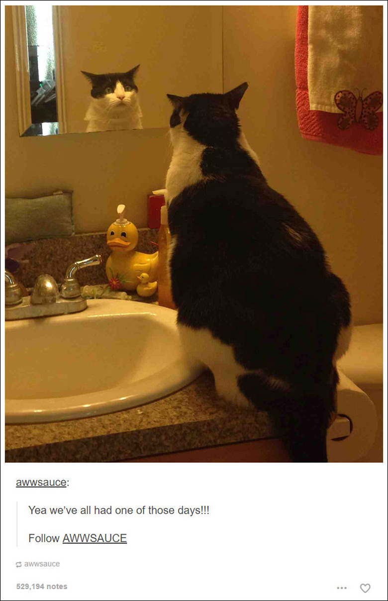 21 Tumblr posts about cats that will never not be funny