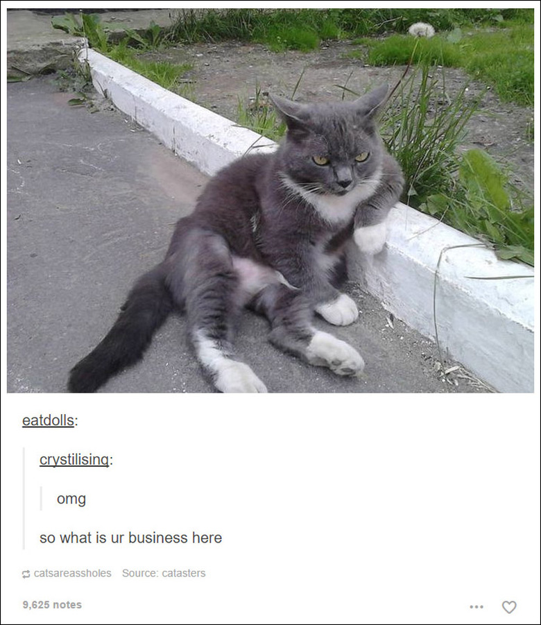 21 Tumblr posts about cats that will never not be funny