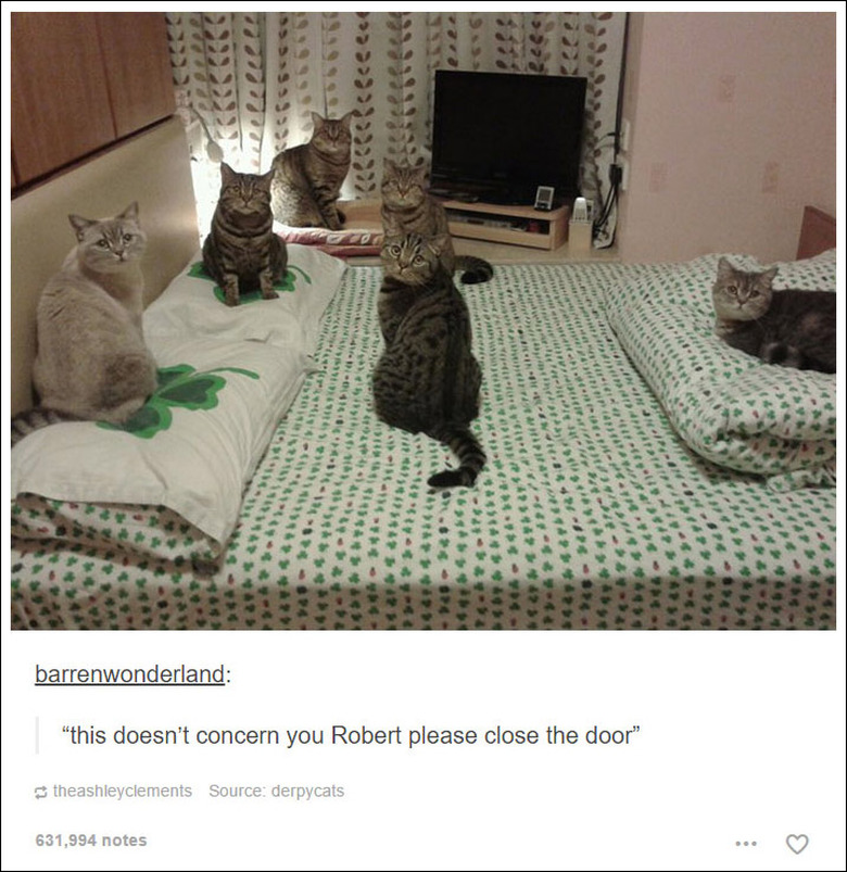 21 Tumblr posts about cats that will never not be funny