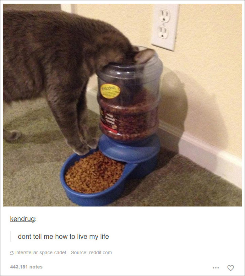 21 Tumblr posts about cats that will never not be funny