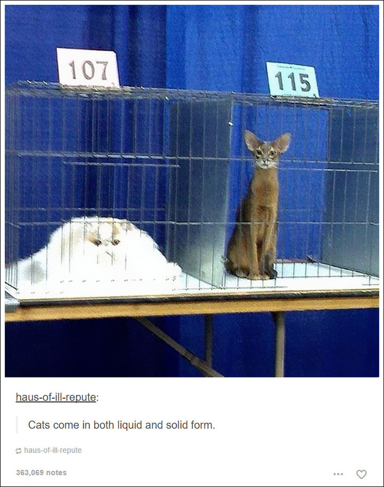 21 Tumblr posts about cats that will never not be funny