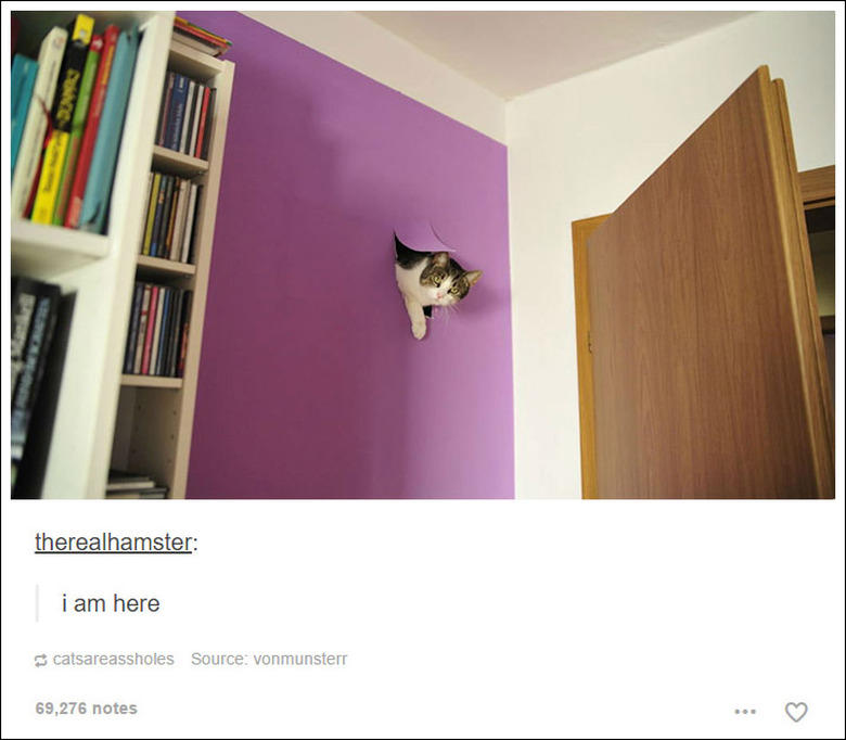 21 Tumblr posts about cats that will never not be funny