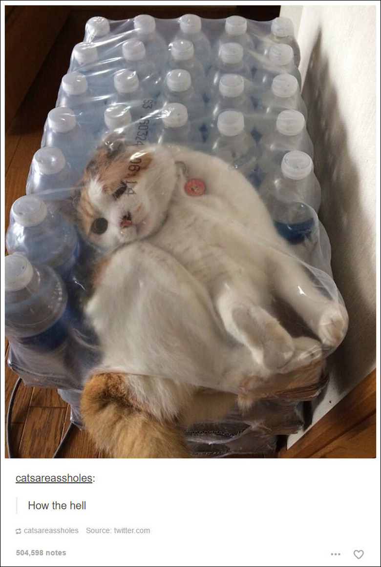 21 Tumblr posts about cats that will never not be funny