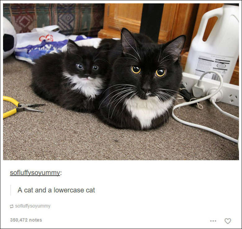 21 Tumblr posts about cats that will never not be funny