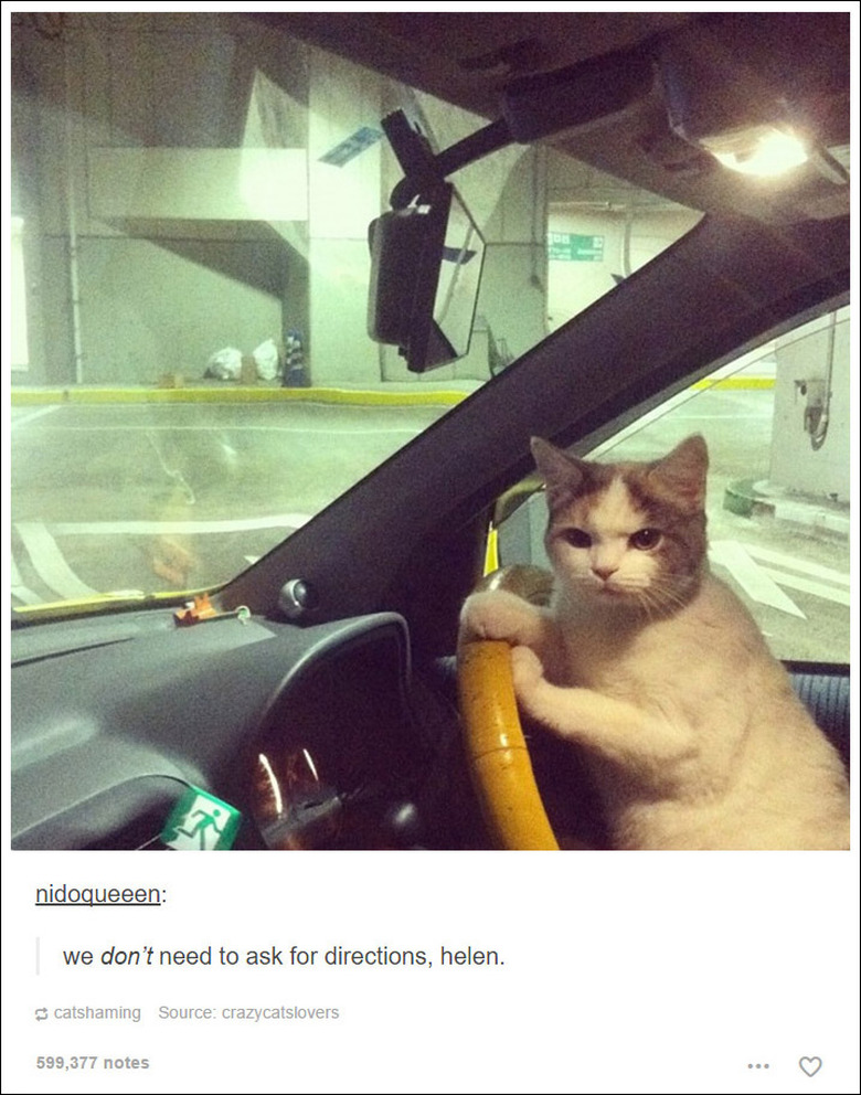 21 Tumblr posts about cats that will never not be funny