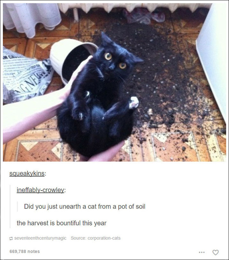 21 Tumblr posts about cats that will never not be funny