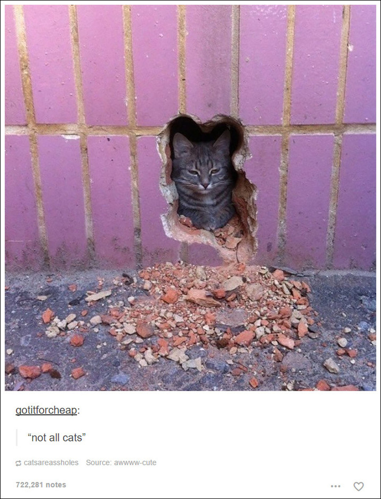 21 Tumblr posts about cats that will never not be funny