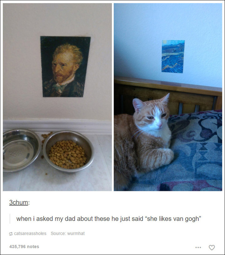 21 Tumblr posts about cats that will never not be funny