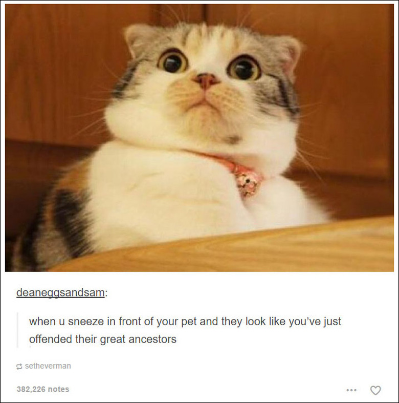 21 Tumblr posts about cats that will never not be funny