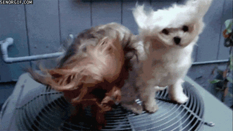 22 Weird Things All Dog Owners Come Home To