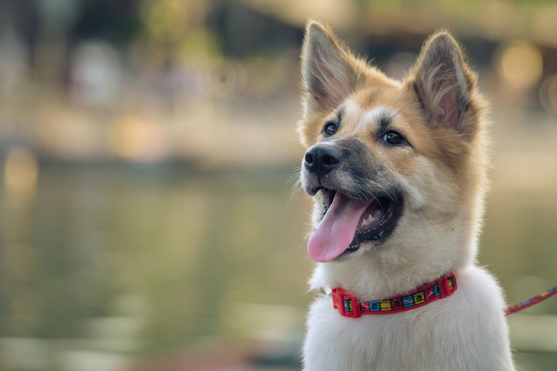 close up portrait of a cute domesticated young dog in street