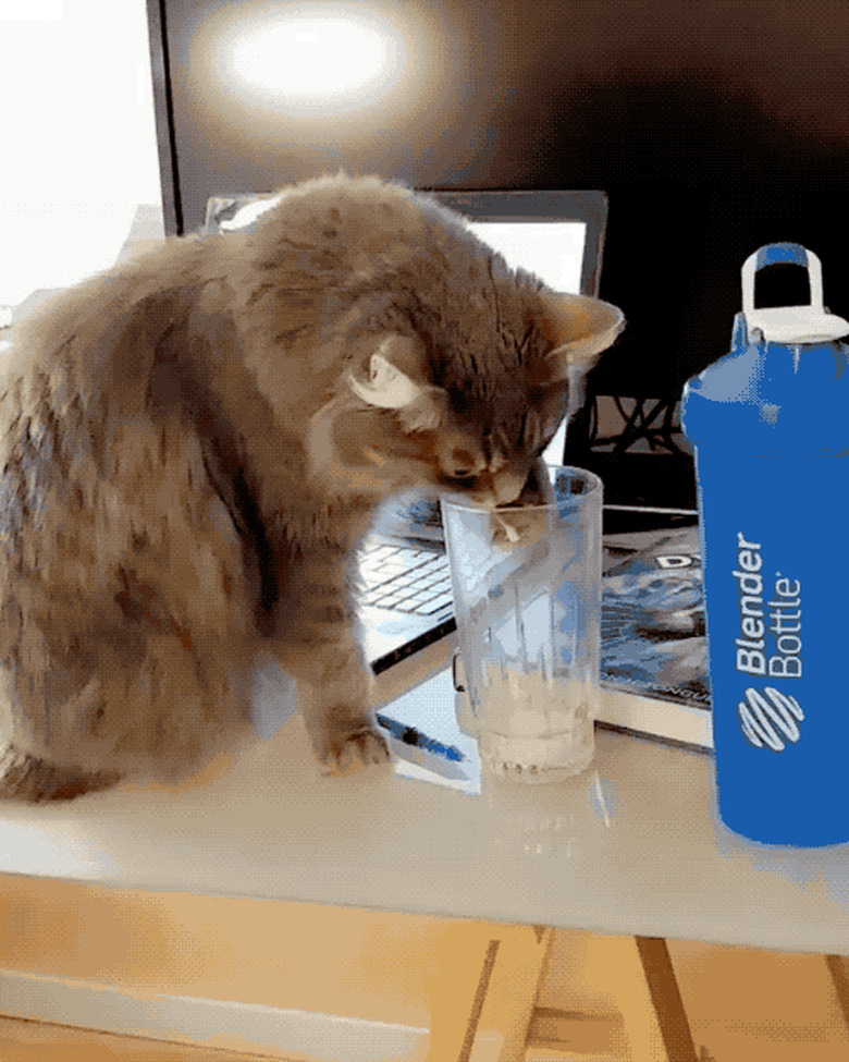 cat drinks from person's water glass