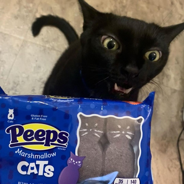 cat doesn't like cat-shaped peeps