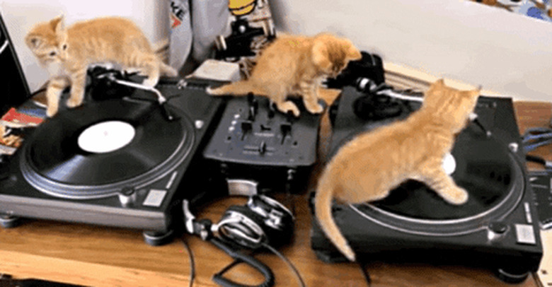 cats spinning on a turntable