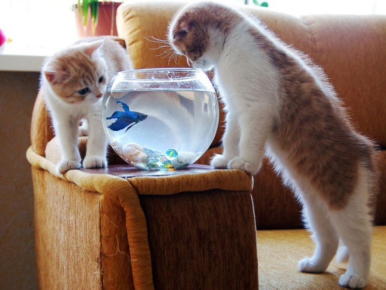 Kittens and Fish