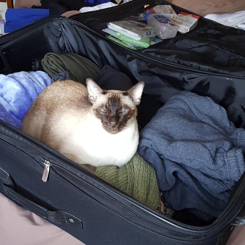 Packing Cat