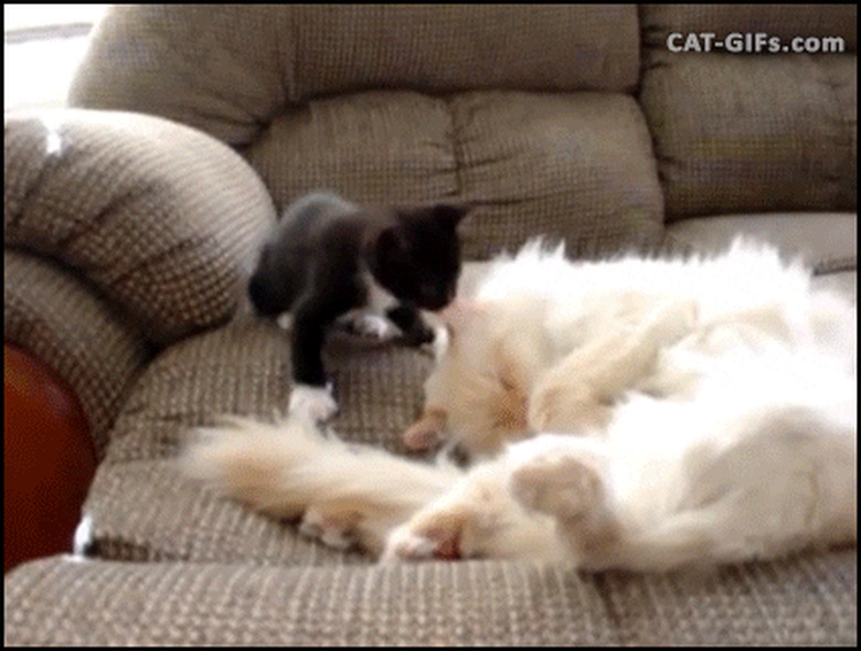 kitten attacks sleeping cat