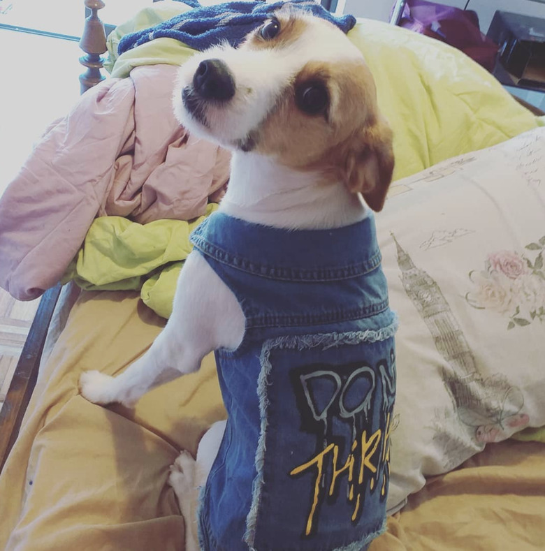 dog in jean vest