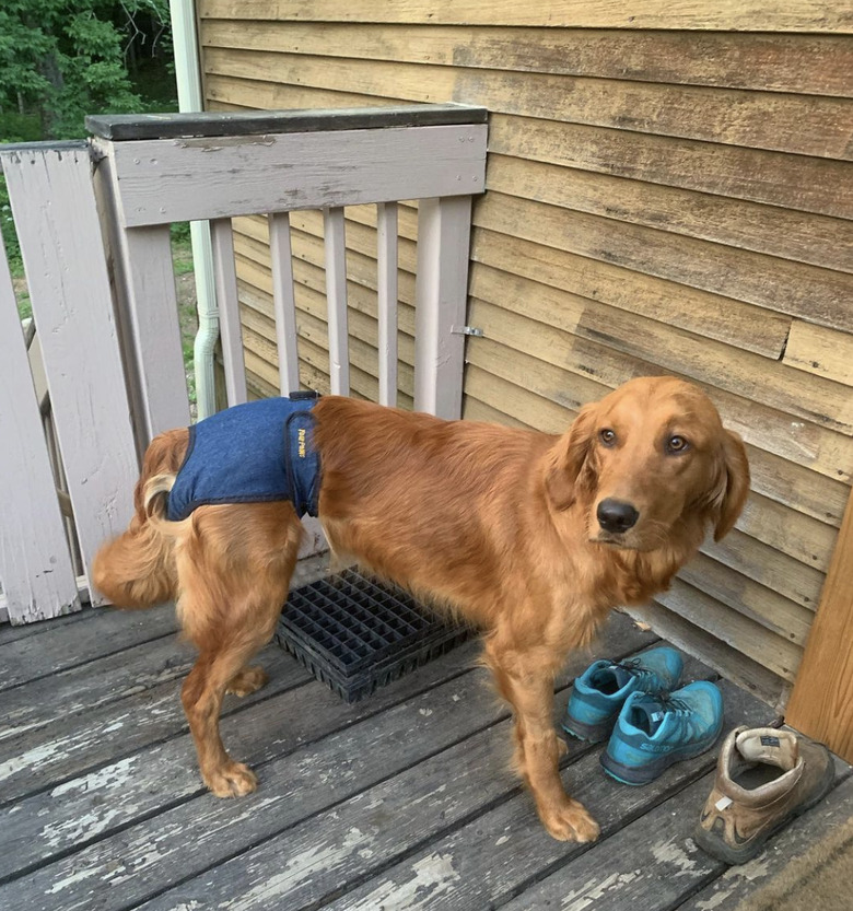 dog in jean shorts