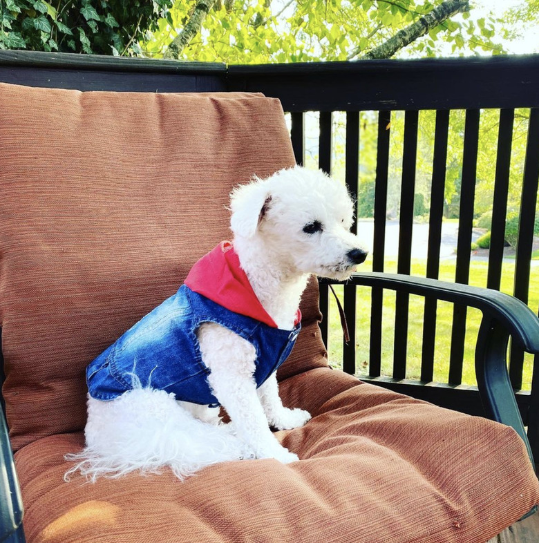 dog in denim vest