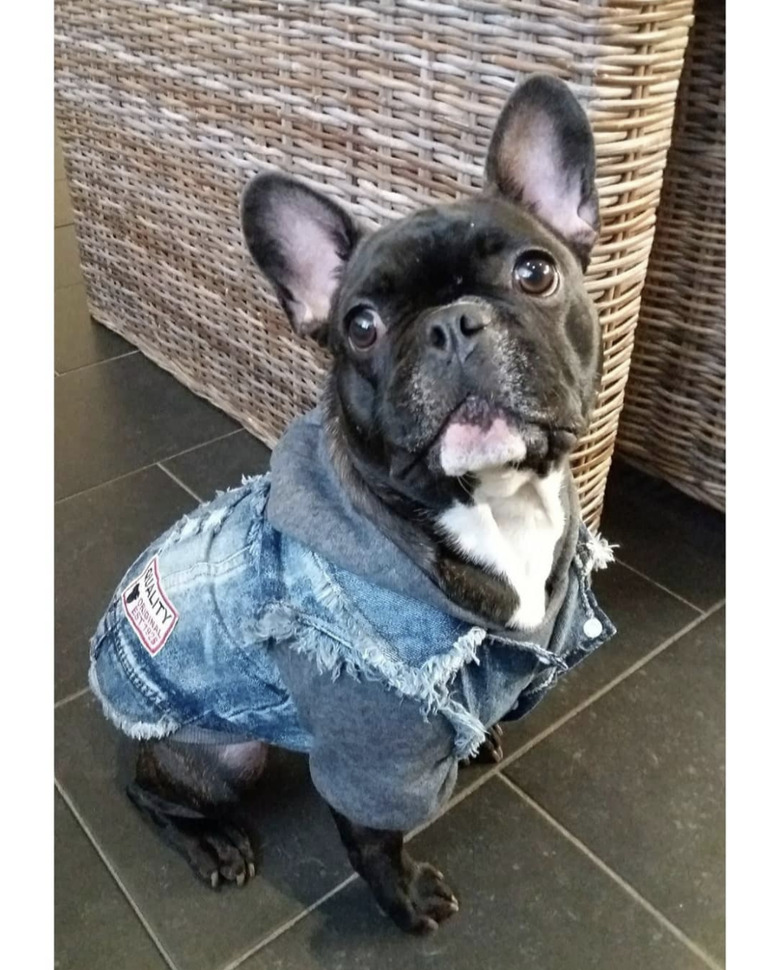 dog in denim vest