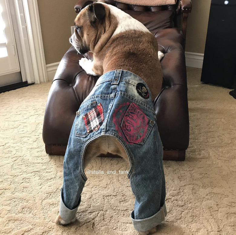 dog in jeans