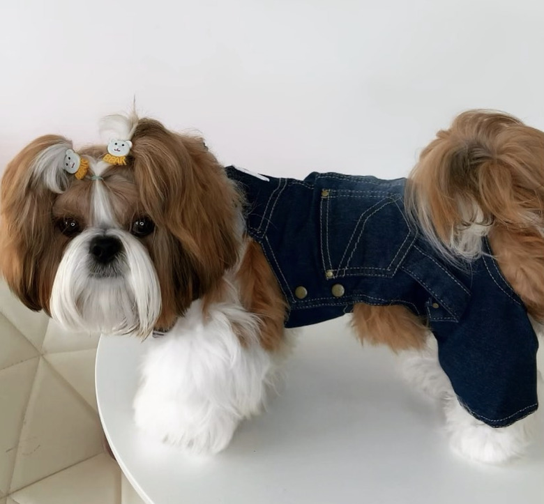 dog in overalls