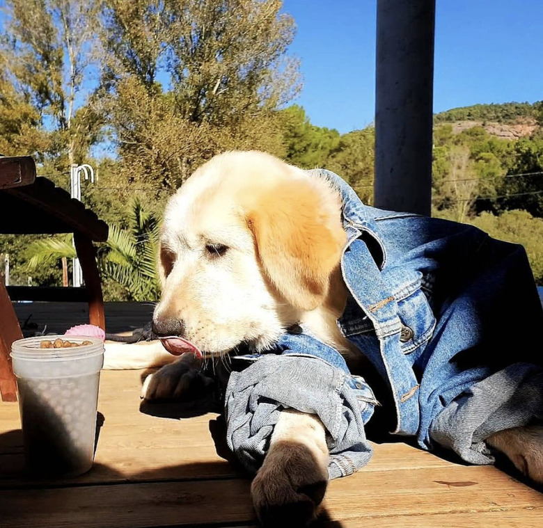 dog in denim jacket