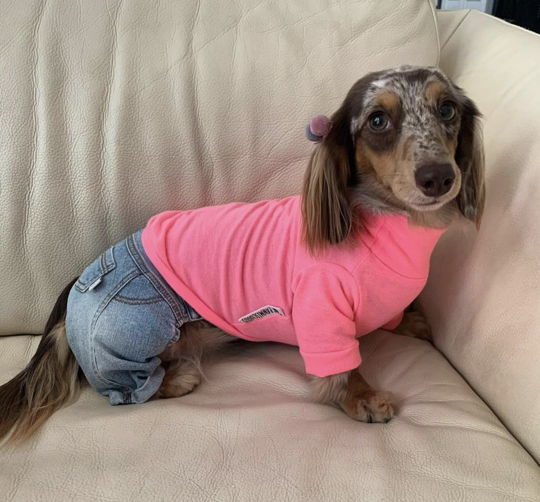 dog in jeans